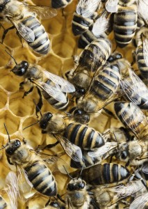 Macro of working bees on honeycomb